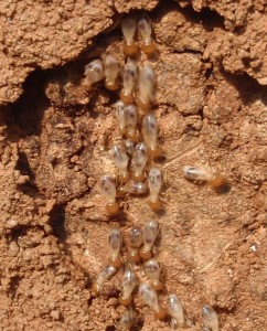 närbild på termiter