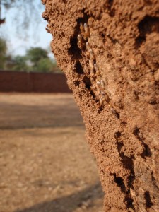 termiter på träd