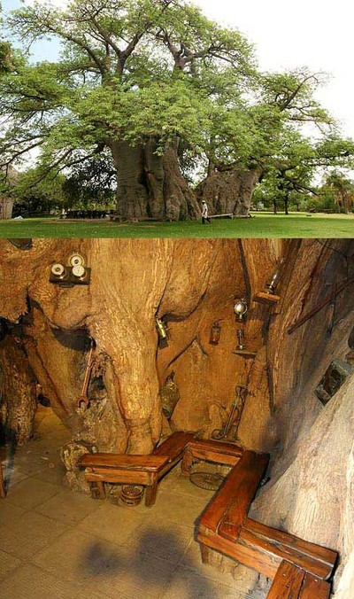 baobab in Southafrica